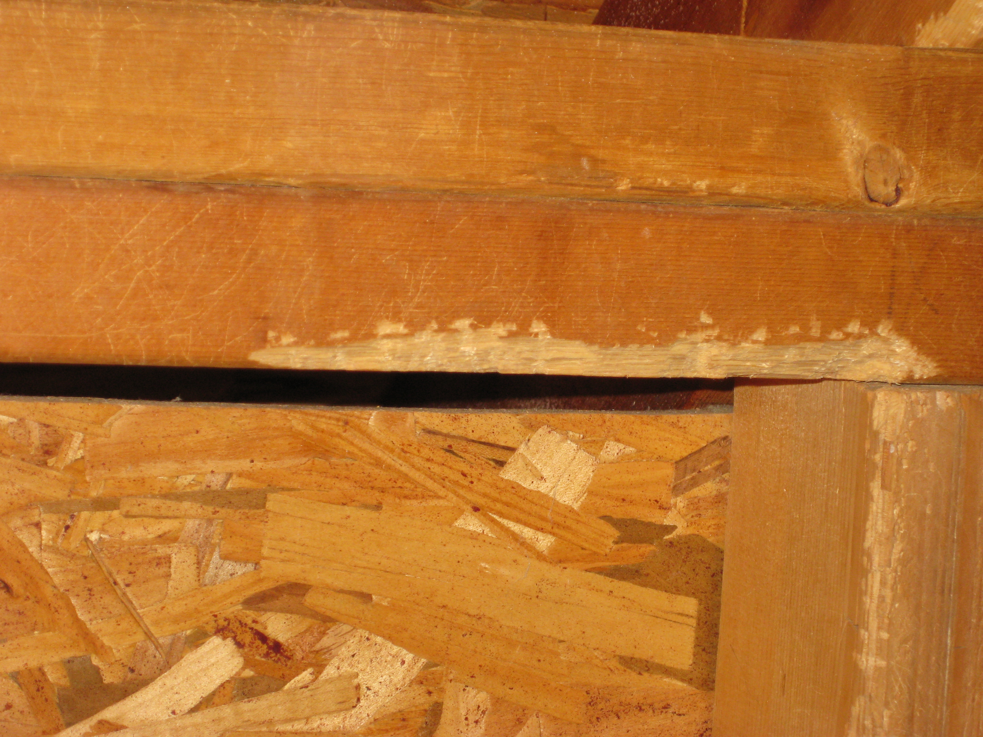 Pestban Pest Control Exterminator